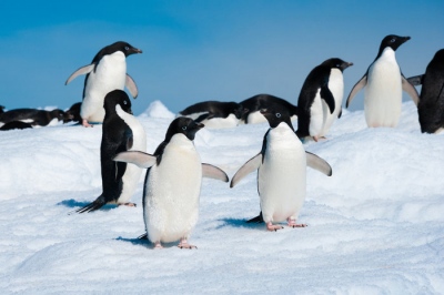 Νέος συναγερμός: Η γρίπη των πτηνών «χτυπά» και τους πιγκουίνους - Θανατηφόρος ιός σκότωσε εκατοντάδες νεοσσούς