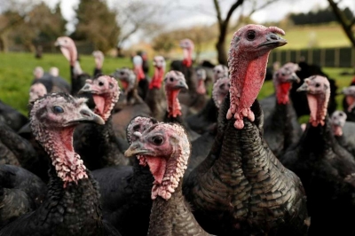 Συναγερμός στην Ουγγαρία: Εντοπίστηκαν κρούσματα γρίπης των πτηνών σε αγρόκτημα με γαλοπούλες