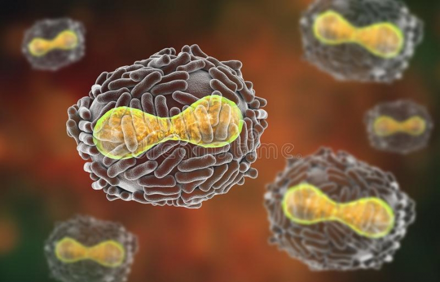 ΠΟΥ: Έκτακτη συνεδρίαση για την ευλογιά των πιθήκων – Κρούσματα και στην Ολλανδία