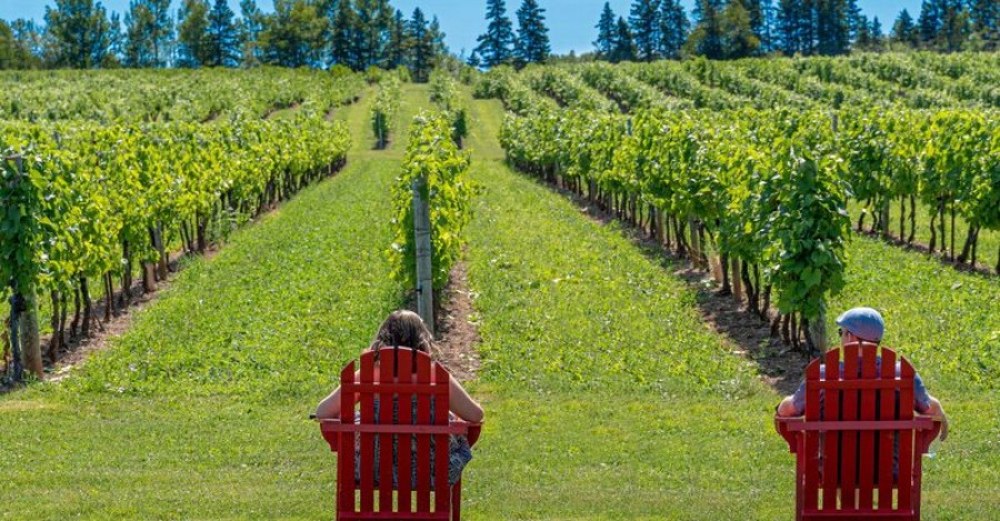 Η κλιματική αλλαγή έφερε… αμπέλια στη Νορβηγία!