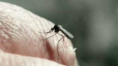 Συναγερμός από τα κουνούπια: Ορισμένα βρέθηκαν θετικά σε δυνητικά θανατηφόρο ιό!