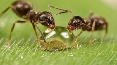 Εντοπίστηκαν μυρμήγκια που κάνουν αξιόπιστη διάγνωση καρκίνου στον άνθρωπο