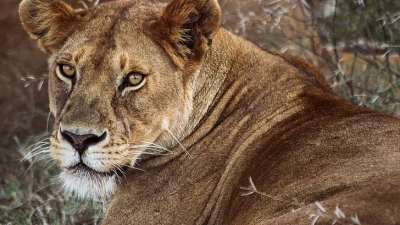Λιοντάρι κυκλοφορεί... ελεύθερο στο Βερολίνο - Σε «lockdown» οι πολίτες μέχρι να βρεθεί - Σηκώθηκαν μέχρι ελικόπτερα