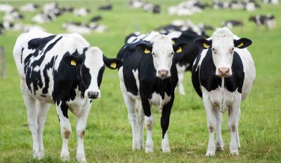 Ισπανία: Εντοπίστηκε κρούσμα σπογγώδους εγκεφαλοπάθειας των βοειδών