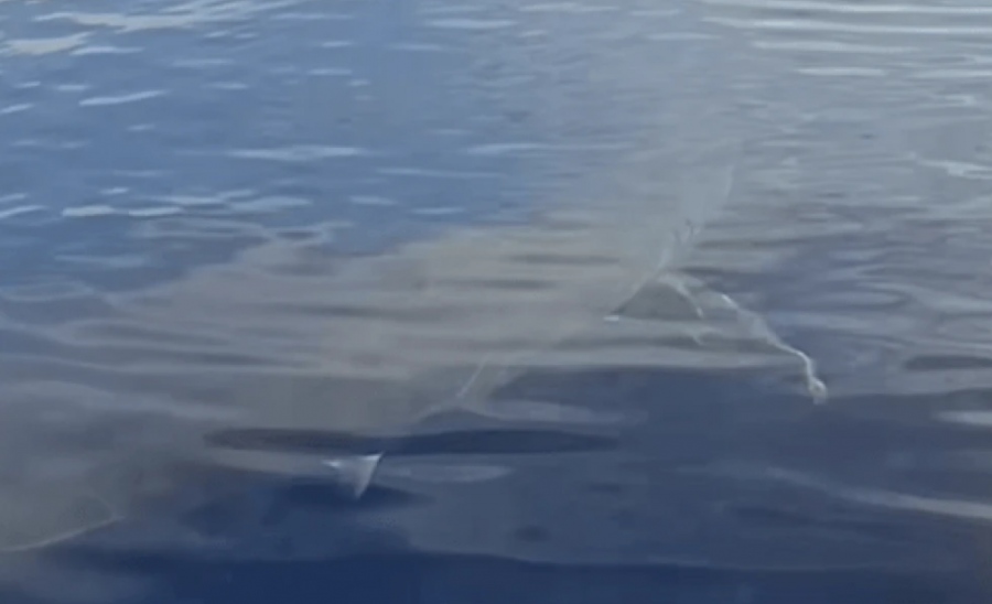 Γιγάντιος λευκός καρχαρίας εμφανίστηκε στην Κάρπαθο