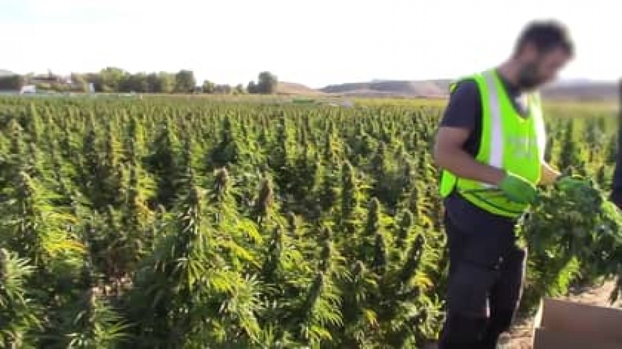 Ισπανία: Η αστυνομία κατάσχεσε 32 τόνους συσκευασμένης μαριχουάνας αξίας 64 εκατ. ευρώ