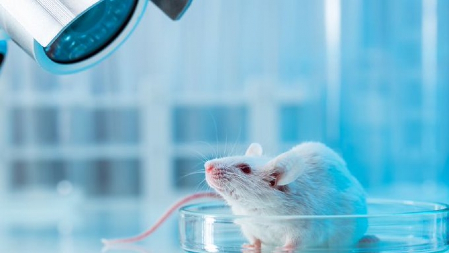 Αναδημιουργία της ζωής: Έφτιαξαν με βλαστοκύτταρα «συνθετικό» έμβρυο με εγκέφαλο και ενεργή καρδιά