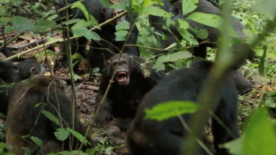 «Εμφύλιος» στην Αφρική: Χιμπατζήδες αλληλοεξοντώθηκαν σε αιματηρό πόλεμο – 24 νεκροί και προδοσίες που θυμίζουν ανθρώπους
