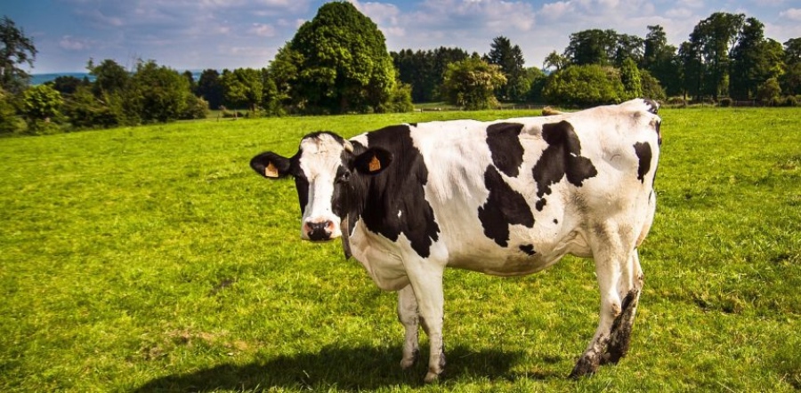 Σοκ στη Νέα Ζηλανδία – Εραστής… αγελάδων και μοσχαριών αποδείχθηκε νεαρός αγρότης