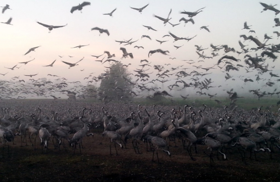 Νέος τρόμος από την γρίπη των πτηνών - Θανατηφόρα για τον άνθρωπο; - Τέλος στο κυνήγι βάζει το Ισραήλ