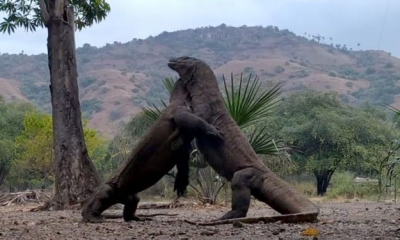 Τρομερό εύρημα! - «Θεσσαλονικιός» στην καταγωγή ο φοβερός δράκος του Κομόντο της Ινδονησίας