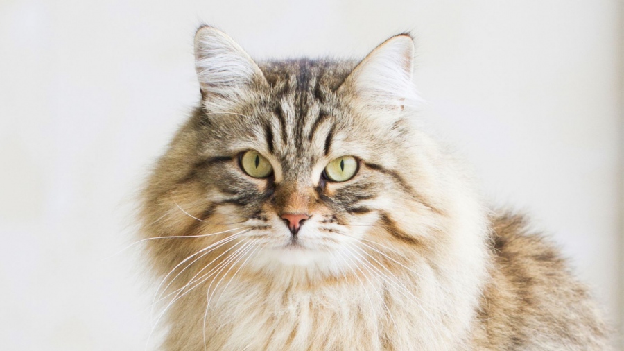 Το μυστικό της μακροζωίας των γατών - Ποια ράτσα είναι η πιο δυνατή