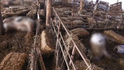 Ο στρατός αναλαμβάνει την περισυλλογή των νεκρών ζώων στη Θεσσαλία - Η δήλωση Δένδια