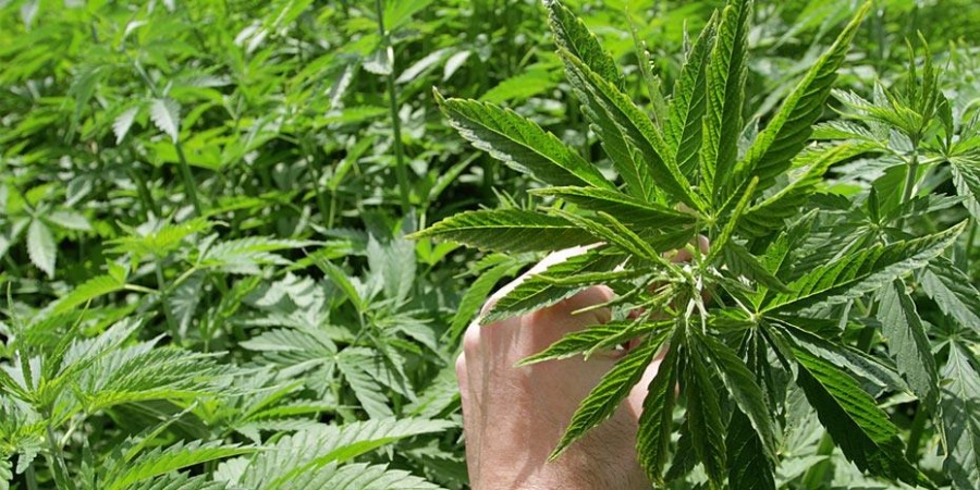 Νέα επένδυση φαρμακευτικής κάνναβης από την GReenCann στην Ήπειρο