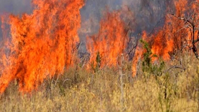 Ενισχύονται οι δυνάμεις για την κατάσβεση της πυρκαγιάς στο Γραμματικό Αττικής - Δεν απειλείται κατοικημένη περιοχή
