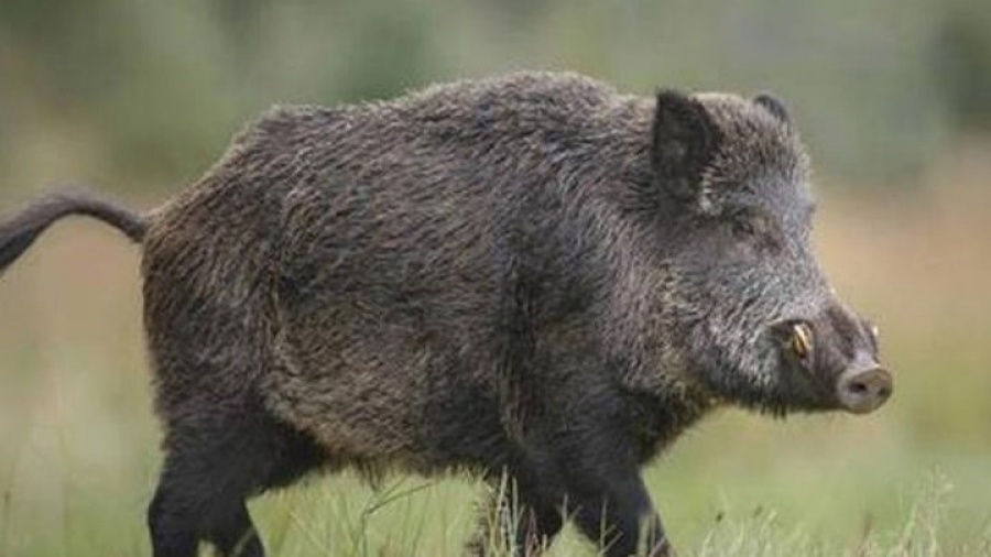 Μάνη: Νεαρός ληστής, που θέλησε να διαφύγει από τους αστυνομικούς, δέχθηκε επίθεση από αγριογούρουνο