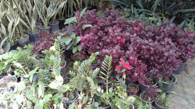 Ένας πολύχρωμος κήπος γεμάτος αρώματα το Εμπορικό Φυτώριο του Γεωπονικού Πανεπιστημίου