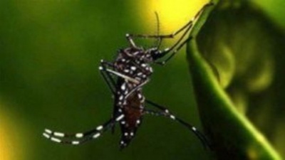 Ανησυχία ΙΣΑ για την εμφάνιση κρουσμάτων του ιού του Δυτικού Νείλου