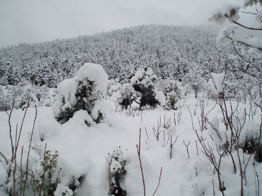 Διακοπή κυκλοφορίας στη Λεωφόρο Πάρνηθας λόγω χιονόπτωσης