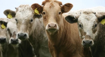 Οι τράπεζες ευθύνονται για την ανεξέλεγκτη αύξηση της παγκόσμιας παραγωγής κρέατος και γαλακτοκομικών