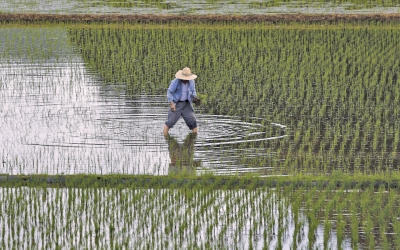 Πτώση της παγκόσμιας παραγωγής ρυζιού κατά 10% λόγω έλλειψης ρωσικών λιπασμάτων - Θα πεινάσει ο μισός πλανήτης
