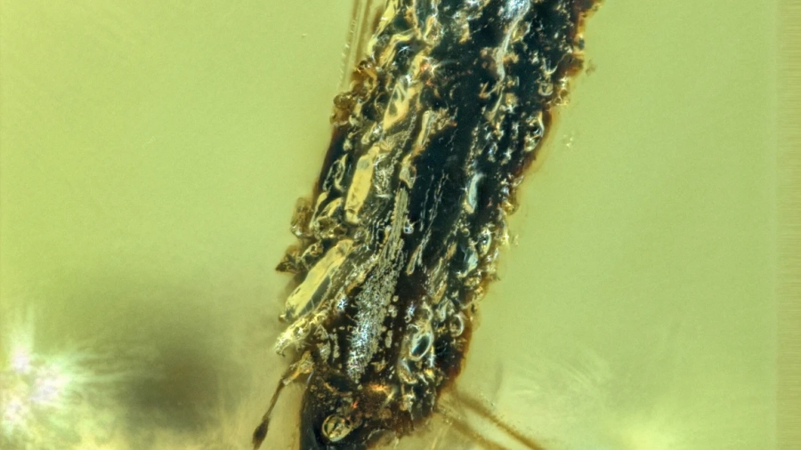 Απίστευτη ανακάλυψη… παράσιτα που ελέγχουν το μυαλό - Έχουν μολύνει τον κόσμο των εντόμων