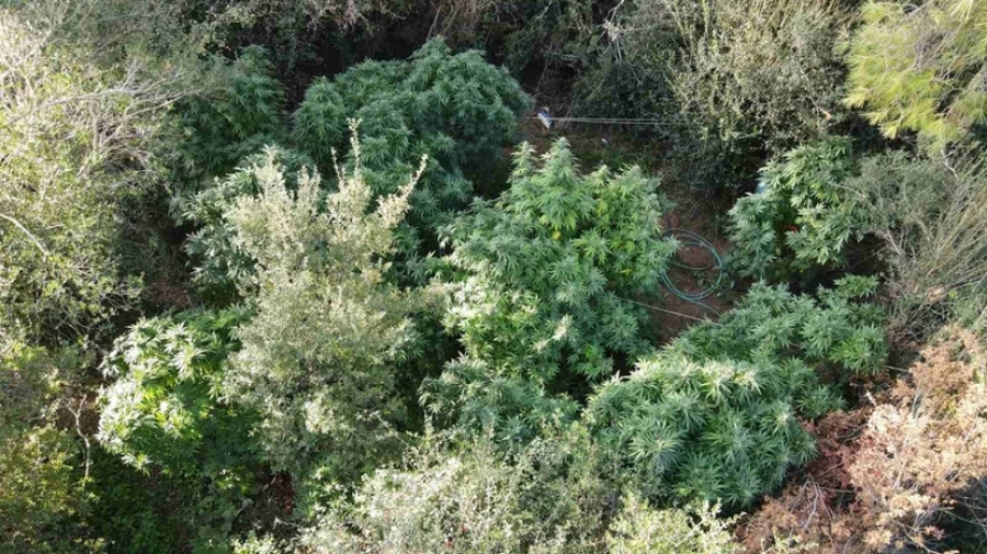 Αυλώνας: Στην «τσιμπίδα» της αστυνομίας χασισοφυτεία σε δασώδη περιοχή