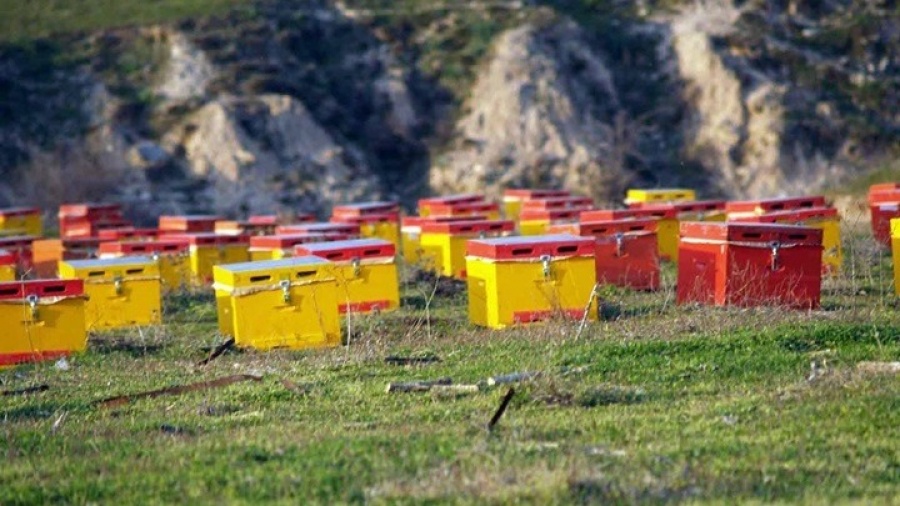 Ενισχύεται με 120 εκατ. ευρώ για τα επόμενα τρία χρόνια ο τομέας της ευρωπαϊκής μελισσοκομίας