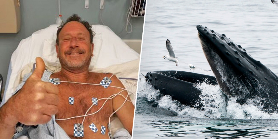 Για ψάρεμα αστακών βούτηξε ένας Αμερικανός και τον κατάπιε... φάλαινα, αλλά ευτυχώς τον έφτυσε