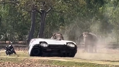 Έξαλλος ελέφαντας τα έκανε... «λίμπα» γιατί τον διέκοψαν στο σεξ!