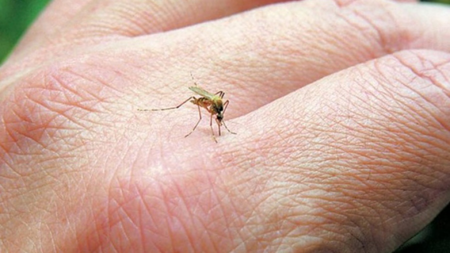 Δύο θάνατοι από τον ιό του Δυτικού Νείλου στην Ελλάδα