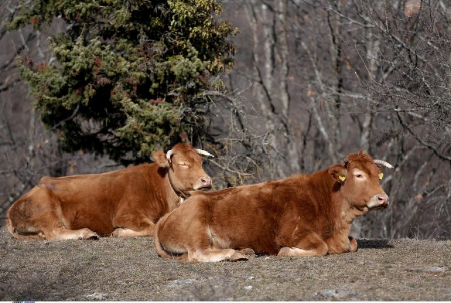 Λέσβος: Οκτώ νέα κρούσματα αφθώδους πυρετού, 13 στο σύνολο