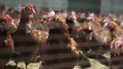Διατροφική βόμβα στην ΕΕ: Η Ουκρανία μας έστελνε κοτόπουλα με σαλμονέλα από το 2024