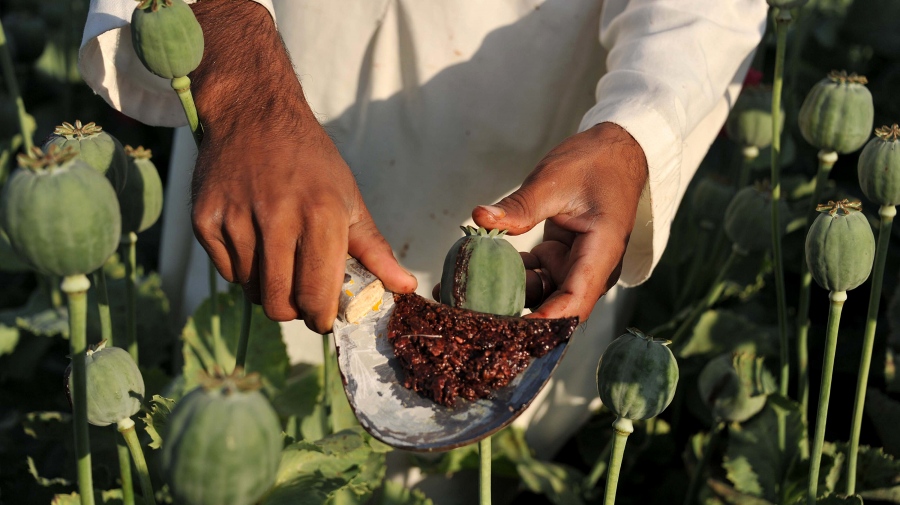 Κλυδωνίζεται η αγορά της ηρωίνης παγκοσμίως – Μείωση καλλιέργειας της παπαρούνας στο Αφγανιστάν κατά 95%