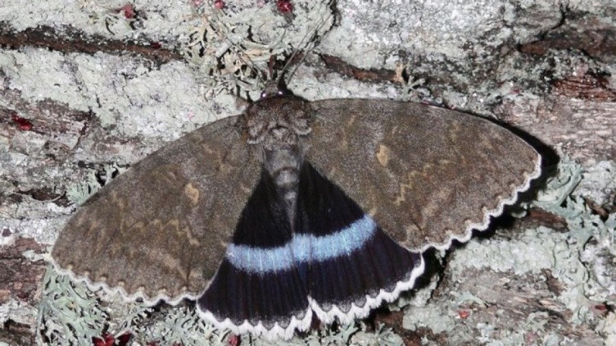 Ρωσία: Στο Τσερνόμπιλ ανακαλύφθηκε πεταλούδα σε μέγεθος πουλιού