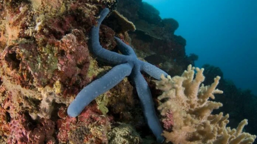 Αποκαλύφθηκε η ρίζα της καταστροφικής επιδημίας που έχει σκοτώσει πάνω από πέντε δισεκατομμύρια αστερίες