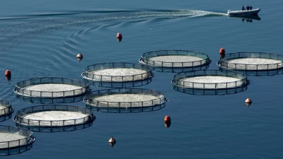 AVRAMAR: Μία φρέσκια αρχή για τη μεσογειακή ιχθυοκαλλιέργεια