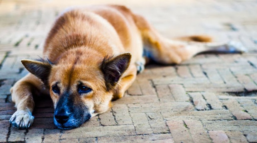 Στο τελικό στάδιο το νέο νομικό πλαίσιο για τα αδέσποτα και τα ζώα συντροφιάς