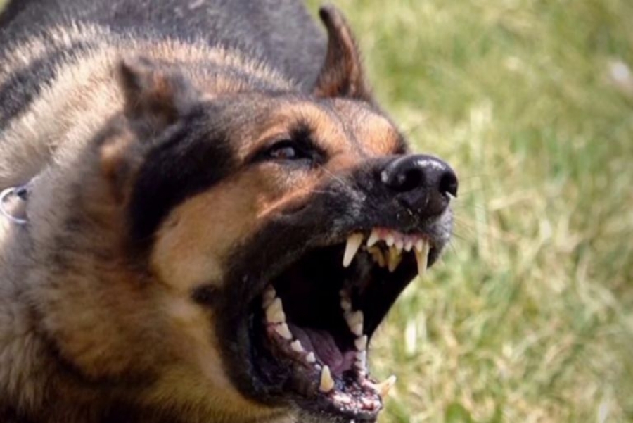 Γαλάτσι: Σκύλος δάγκωσε αστυνομικό και εκείνος τον πυροβόλησε και τον σκότωσε