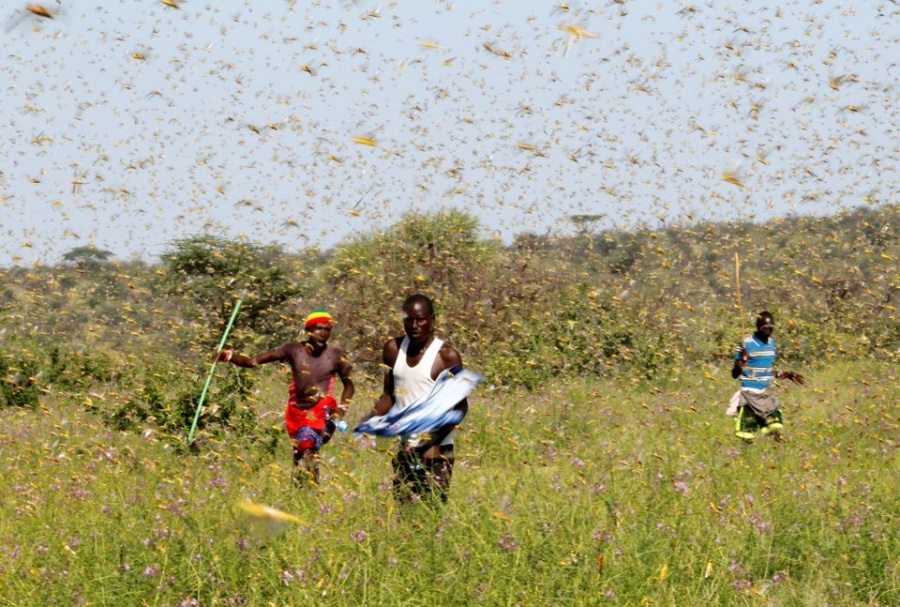 Οι ακρίδες ρημάζουν την ανατολική Αφρική - Κίνδυνος για λιμό