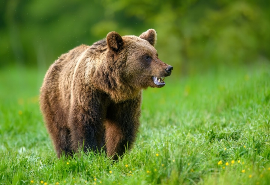 Κράτος σε «φιλοζωική» αφασία - Επίθεση αρκούδας σε 80χρονο στην αυλή του σπιτιού του στο Ζαγόρι, σοβαρά τραυματισμένος