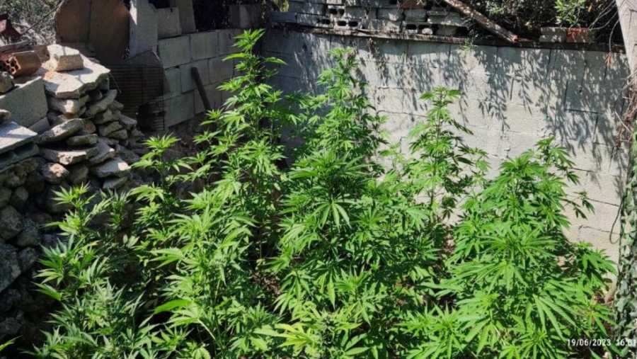 Ηράκλειο: Εντοπίστηκαν, εκριζώθηκαν και κατασχέθηκαν 990 δενδρύλλια κάνναβης σε ορεινή περιοχή του Δήμου Βιάννου