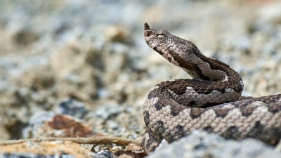 Ελλάδα με τα ωραία σου – Σοκ στη Λαμία: Πήγε για προπόνηση στο γήπεδο και τον δάγκωσε οχιά