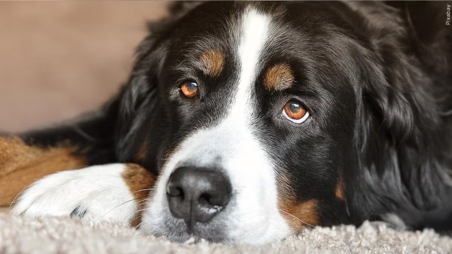 Μυστηριώδης ασθένεια προσβάλλει σκύλους στις ΗΠΑ - Έχουν πυρετό, βήχα - 200 κρούσματα