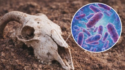 Ένα πρόβατο 4.000 ετών άλλαξε την ιστορία της πανώλης - Αποκαλύφθηκε ένα από τα πιο θανατηφόρα μυστήρια