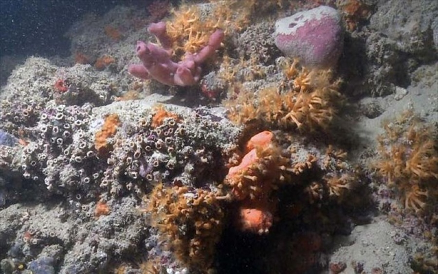 Στην Ιταλία ο πρώτος κοραλλιογενής ύφαλος στη Μεσόγειο!