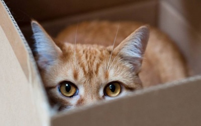 Βέλγιο: Γάτος βρέθηκε θετικός σε κορωνοϊό - Μολύνθηκε από τον κύριό του