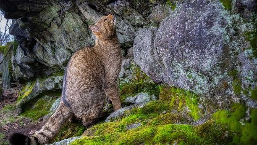 Επέστρεψαν οι άγριες γάτες στην Ευρώπη - Το αρπακτικό που όλοι νόμιζαν εξαφανισμένο ζει ξανά στα δάση