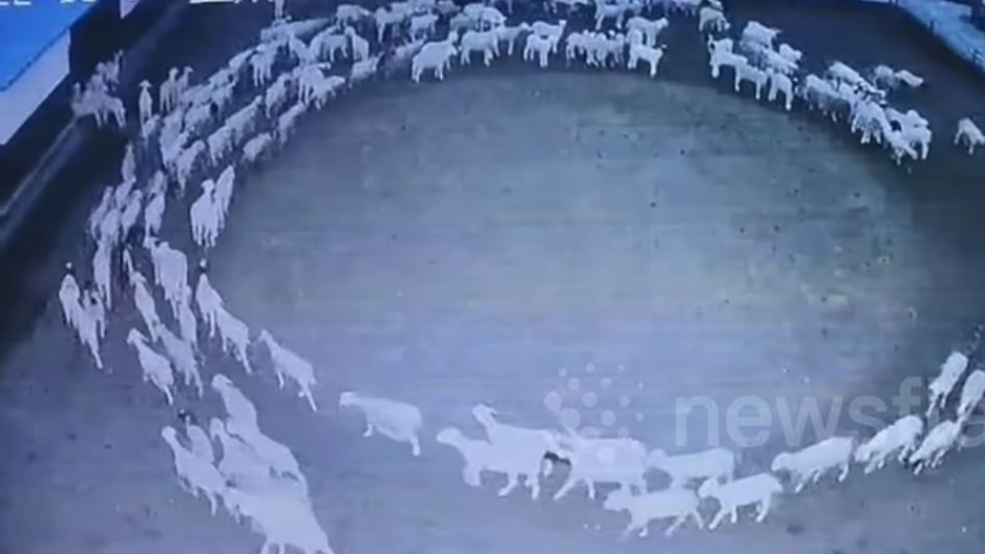 Ο ασυνήθιστος «χορός» των... προβάτων στην Κίνα