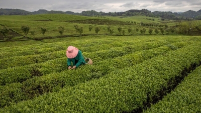 Κίνα: Ετήσια αύξηση 1,59% κατέγραψαν οι εξαγωγές τσαγιού το 2022